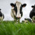 TYABlessing Agropastoral